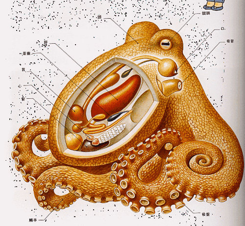 为什么说章鱼是外星生物科学家章鱼九脑三心违背进化论