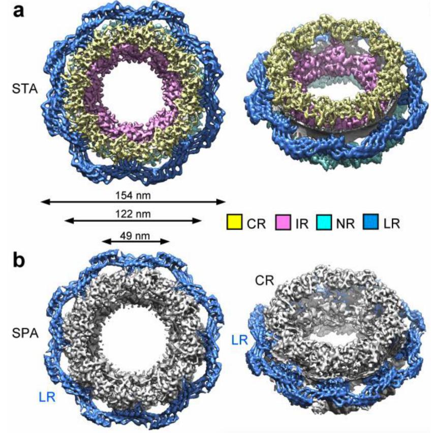 里程碑丨施一公团队解析核孔复合物近原子分辨率胞质环结构及高分辨率