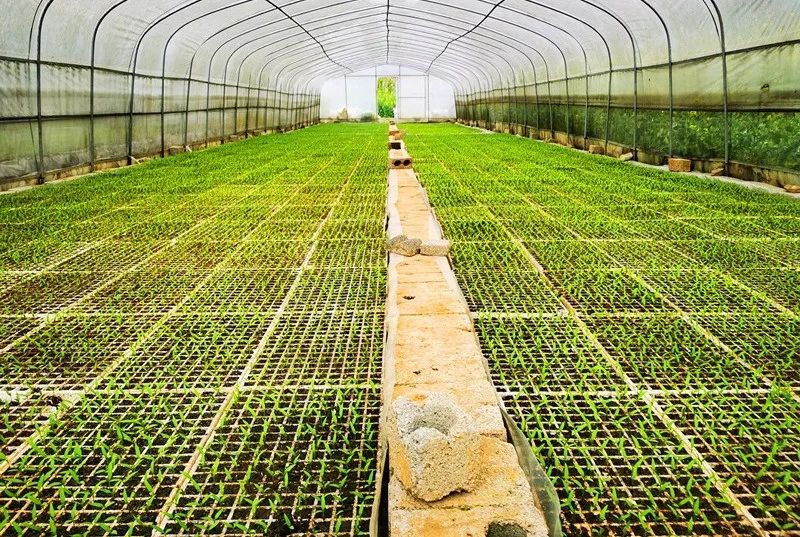 长岗辣椒育苗长势好农户脱贫致富信心足