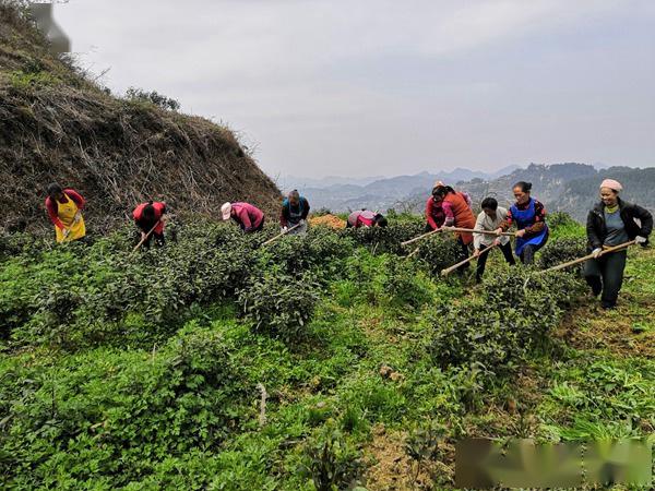 沿河夾石鎮:500餘畝茶園載起村民致富夢