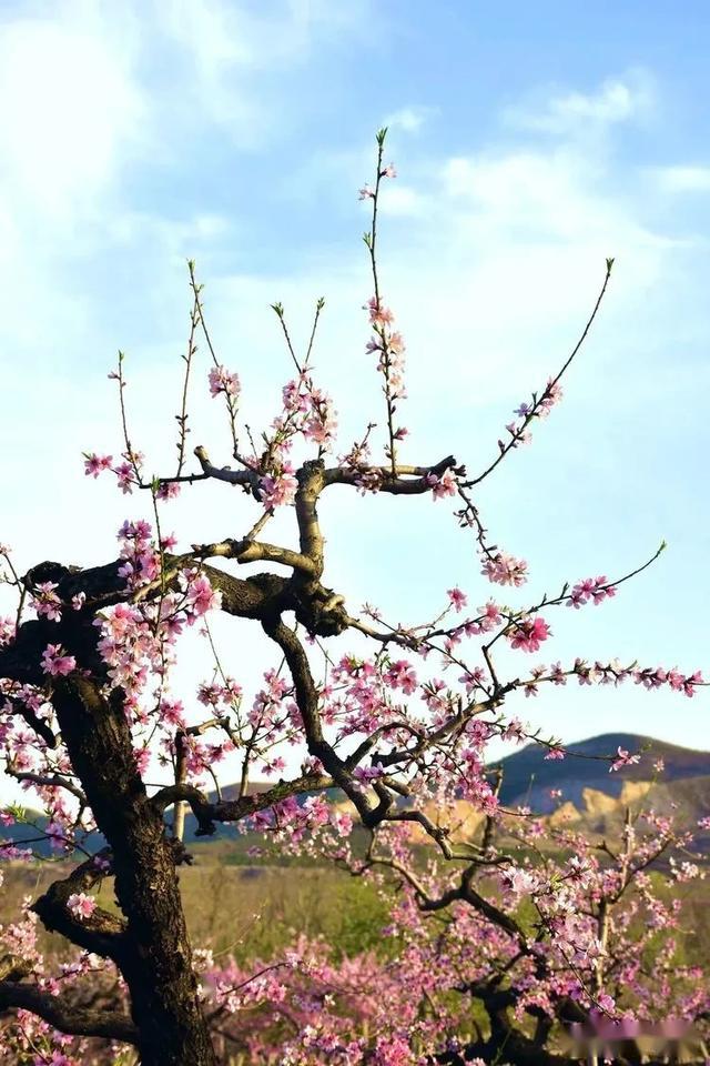 四月春盛万亩桃林里的灼灼芳华