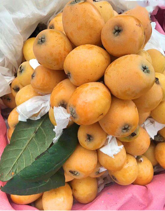 团购福建云霄土枇杷酸甜爽口润喉润肺邀您品尝