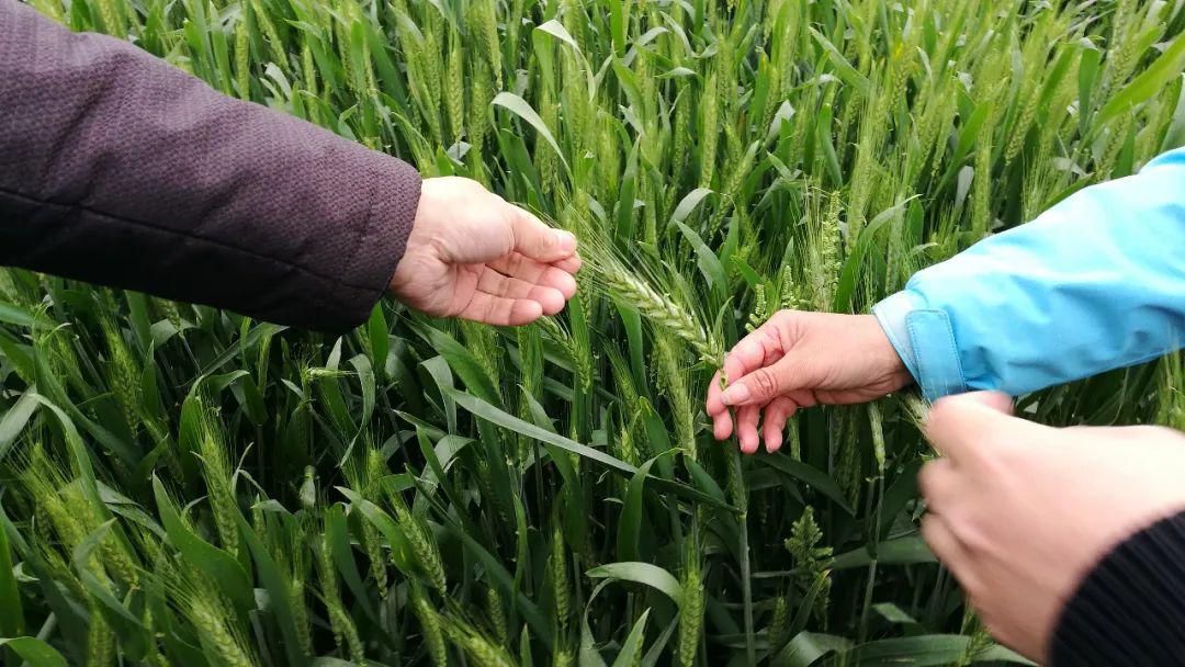 小麦抽穗扬花期麦田管理正当时