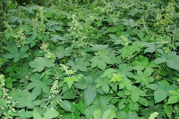 拉拉秧又称葎草,剌剌秧,属于野生的攀藤植物,它茎上长有许许多多小