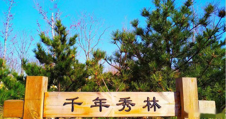 为此,"千年秀林"因地制宜选择长寿,珍贵,乡土树种,包括油松,银杏,国槐