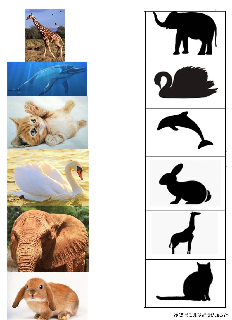 由动物联想到动物的影子这两组教具分别代表的想象力为:教具一:孩子由