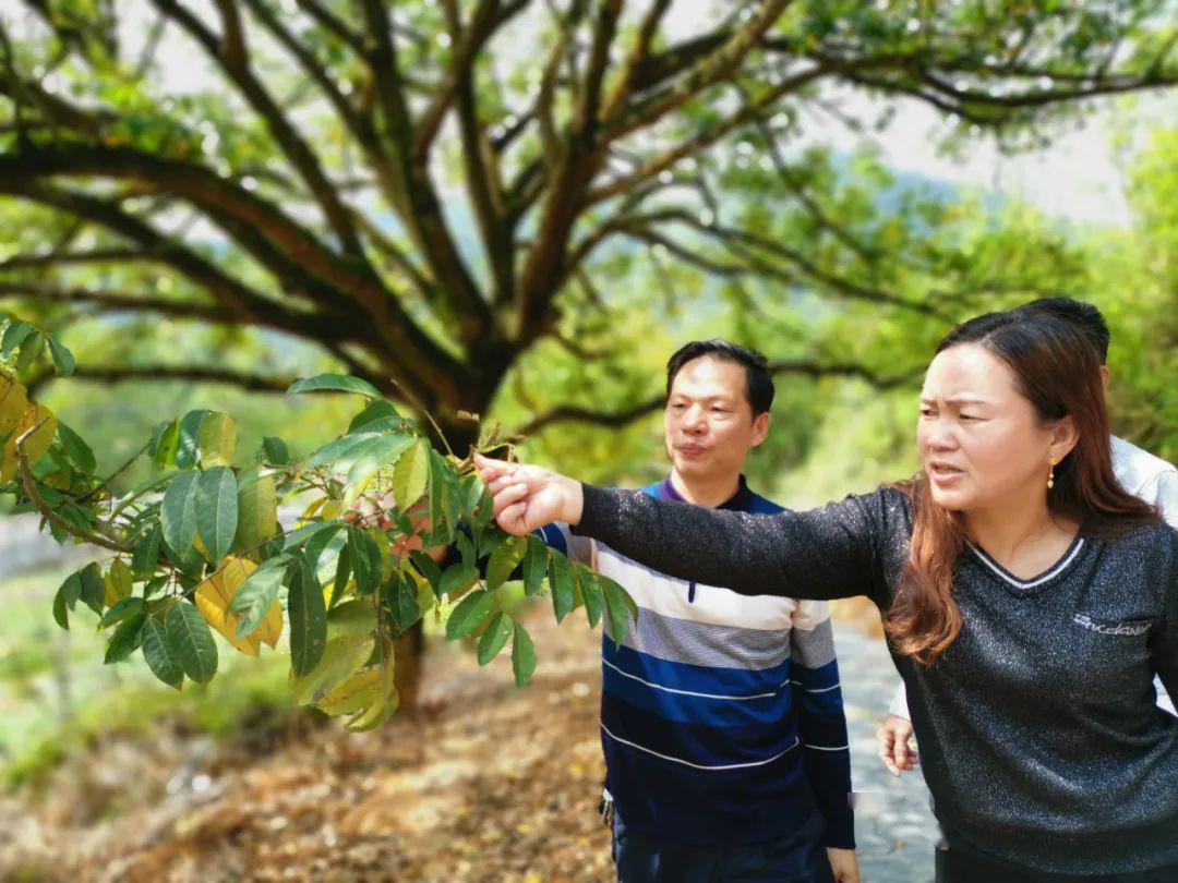 民权林场白石简历图片