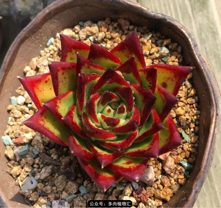 口红分不清名字的东云系玉杯东云粉姬美尻原始绿爪苦艾酒丝绸面纱露娜