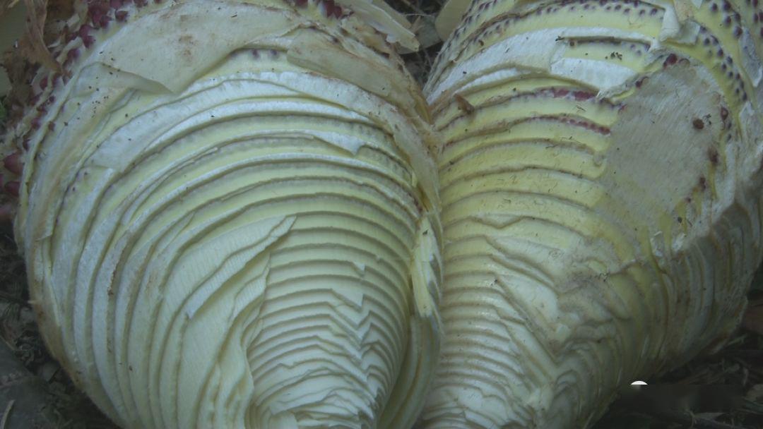 大雪山镇竹笋丰收农户增收