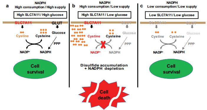 甘波谊课题组揭示肿瘤细胞胱氨酸摄入与葡萄糖依赖的重要联系