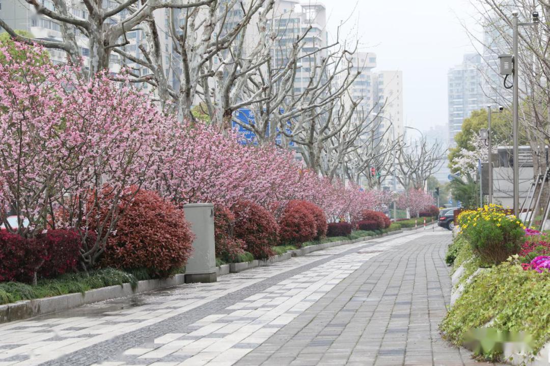 一街一景沪上绿化特色道路有花开一起在线欣赏吧