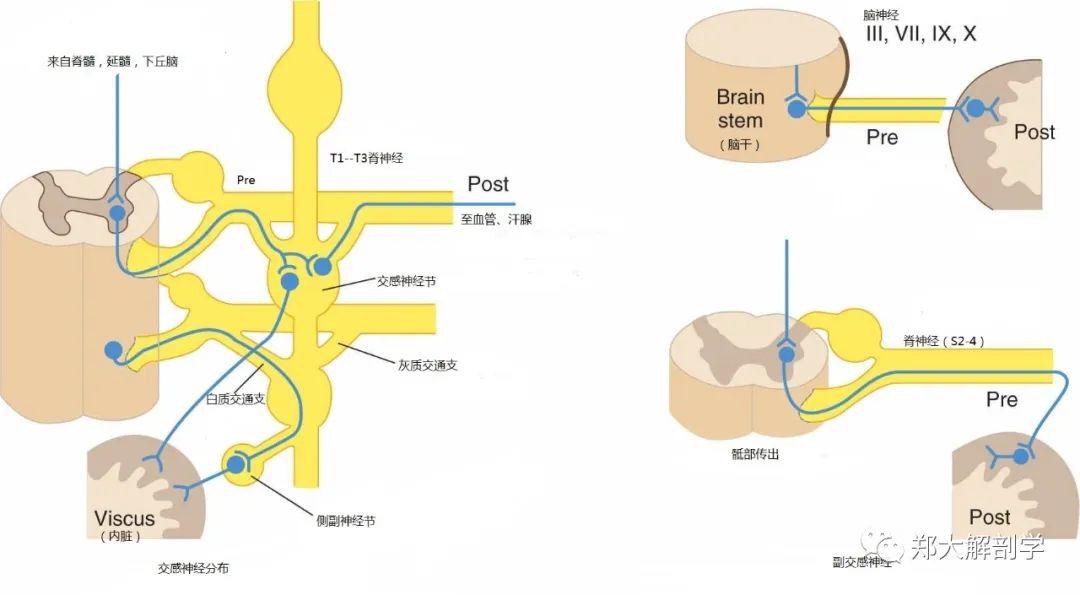 交感核图片