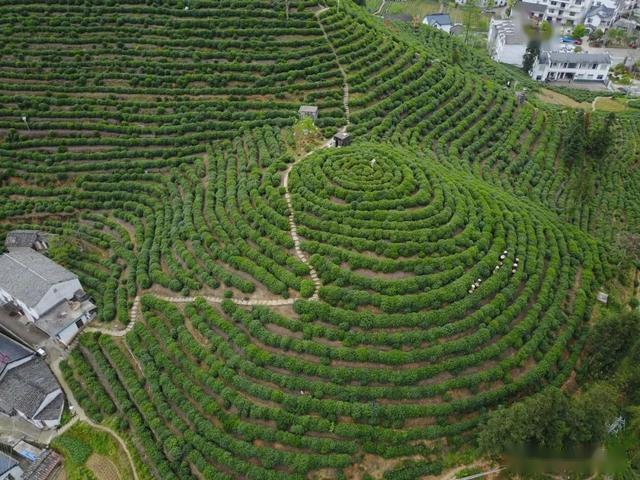 祁门红茶开园第一采专家现场教您品鉴