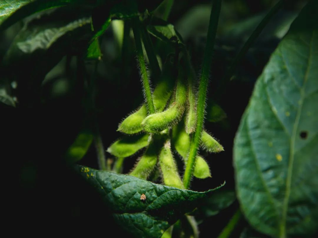 黑豆的生长过程记录图图片