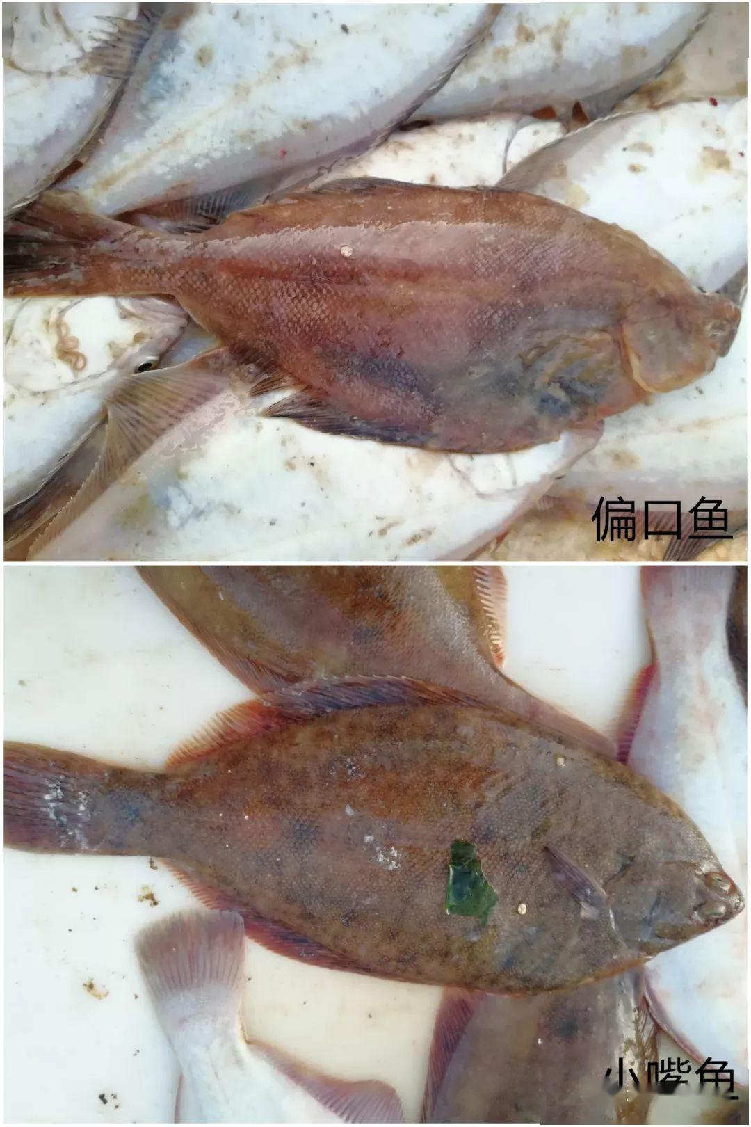 鮃科魚類,如牙鮃(鴉片魚),大菱鮃(多寶魚),與鰈科魚類相比,不僅眼睛