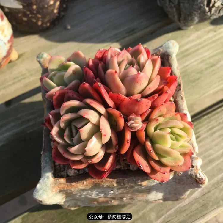 缀化普货拼盘疯狂爆头脱皮的屁屁们女王花笠晚霞集体照收楼了喜欢的