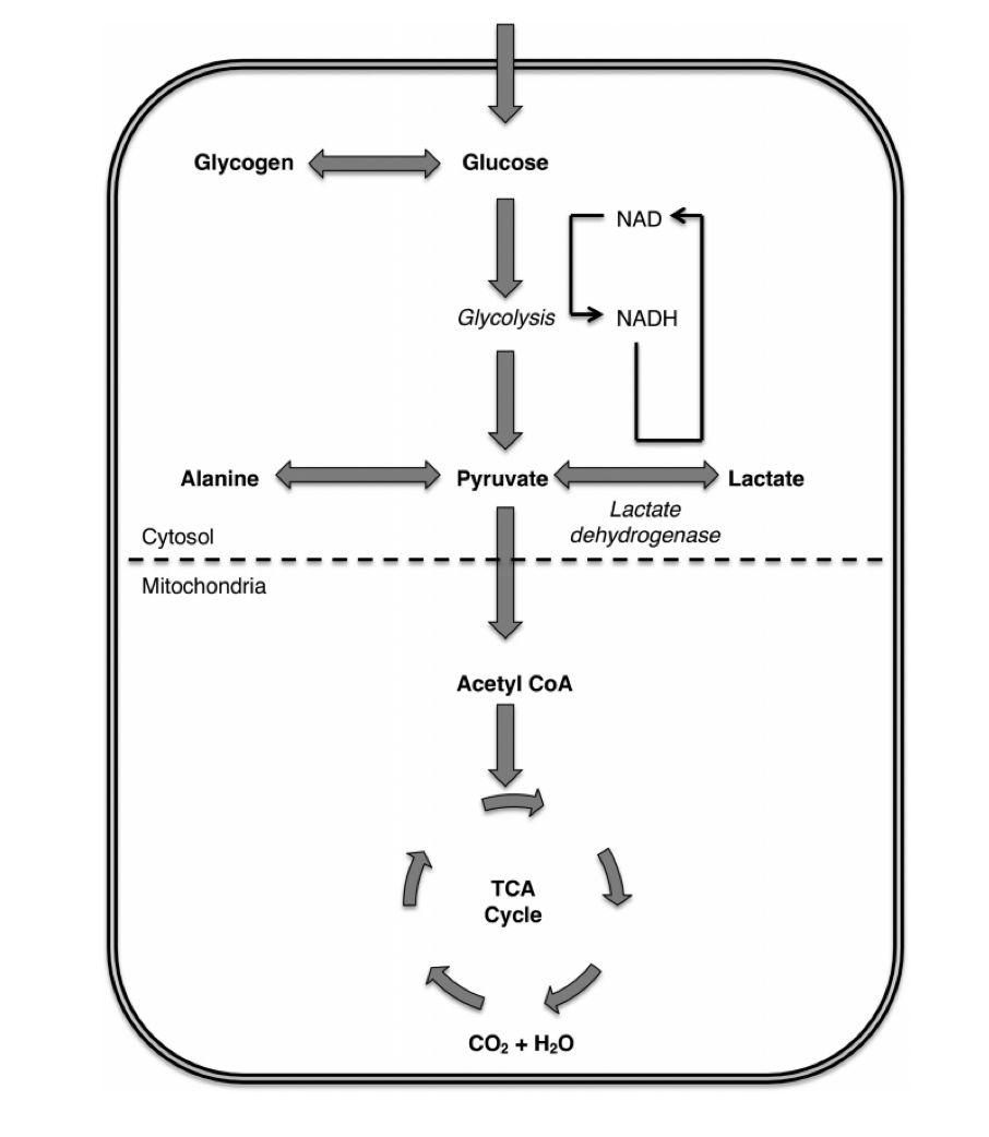 乳酸酸中毒:最新进展_代谢