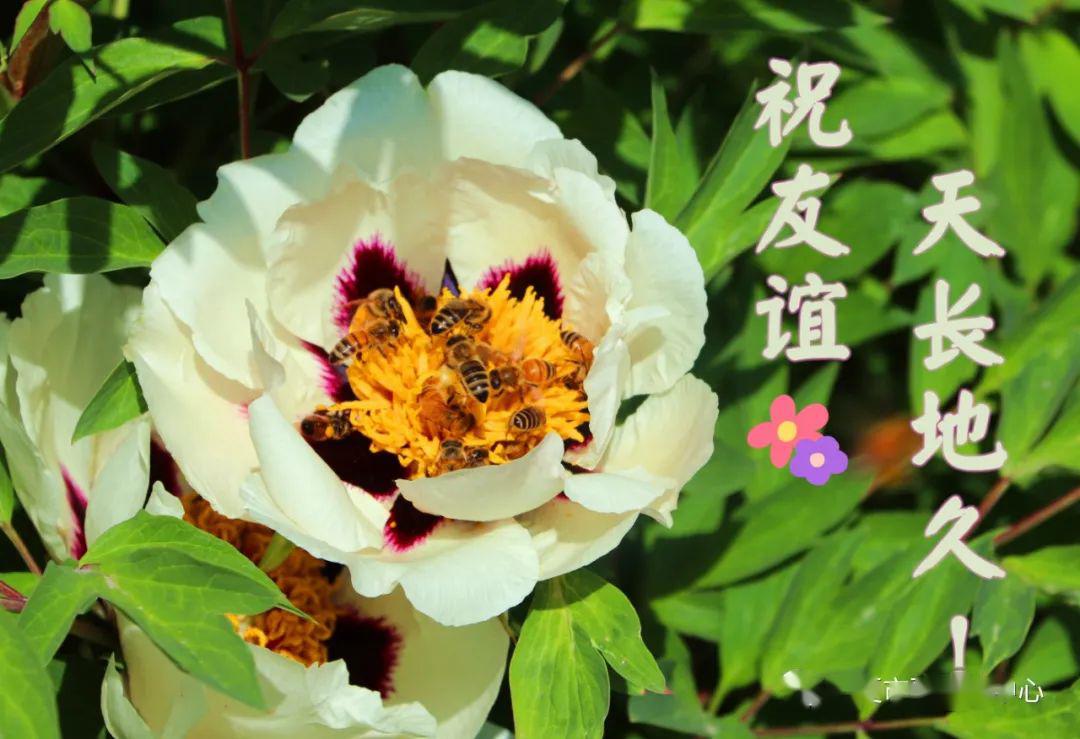 送你一组河州牡丹表情包,转发亲朋好友送祝福