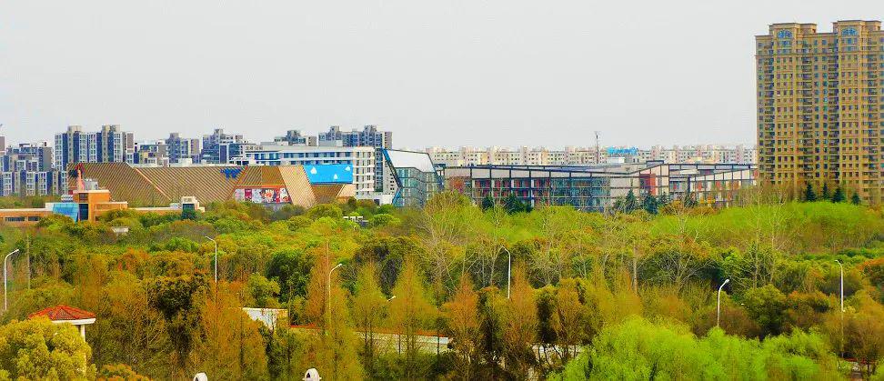 华泾这些地方春色正好,一波实景美图带你云赏春