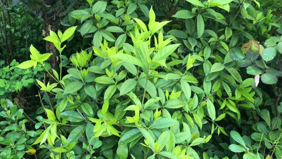 蒙以养正草木悦本心银桂