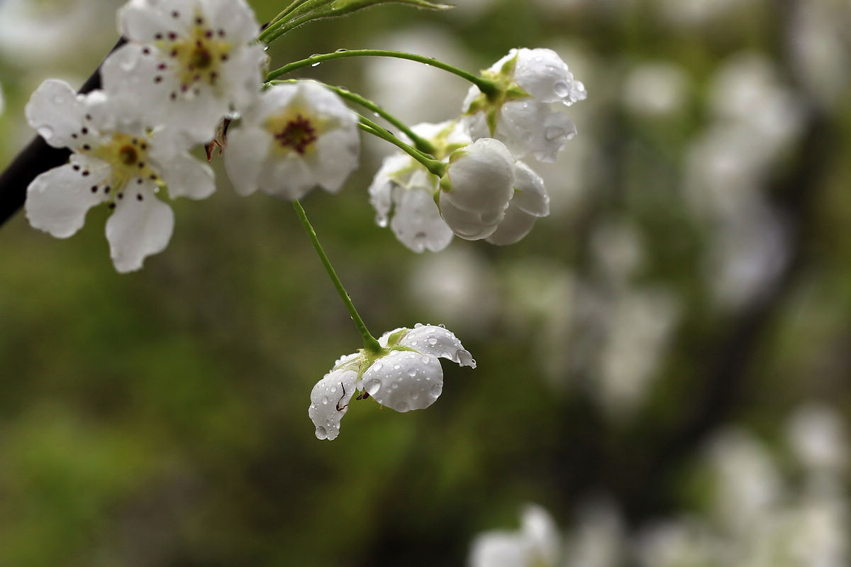 梨花带雨图片 唯美图片