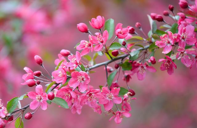 3月31日,滁州市來安縣施官鎮賈龍村4000餘畝海棠進入盛花期,紅肥綠瘦