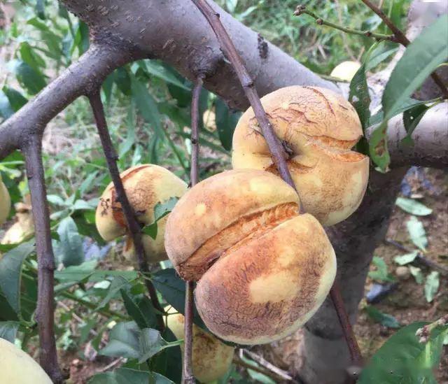 67赣南种植桃子果实畸形是什么原因如何解决