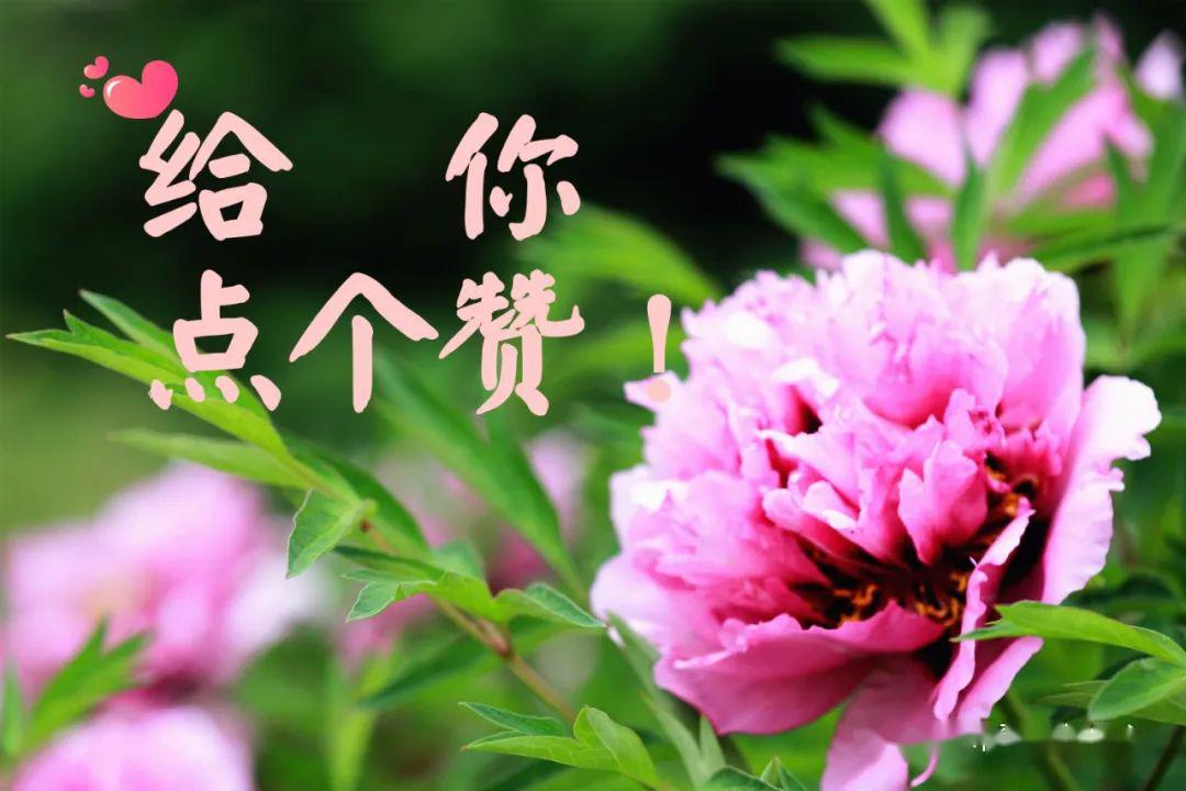 见花如面送你一组河州牡丹表情包转发亲朋好友送祝福