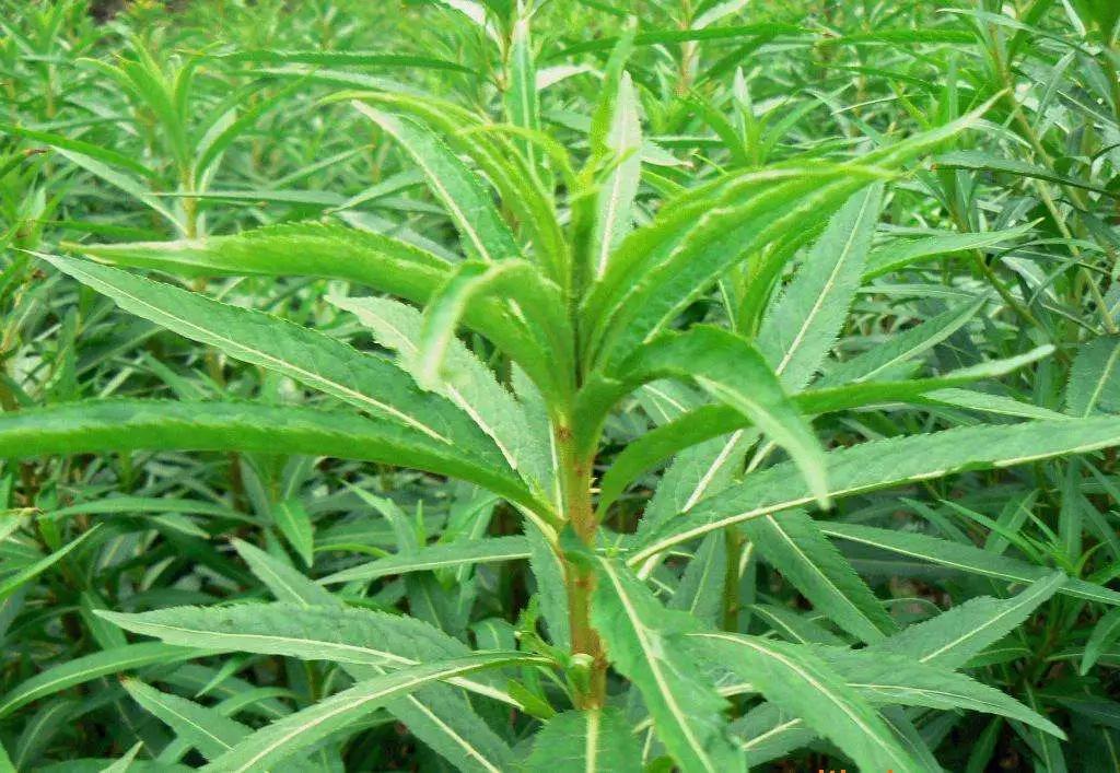 我国自古幅员辽阔,物种多样,农村野生资源特别丰富,随着科技进步,越来