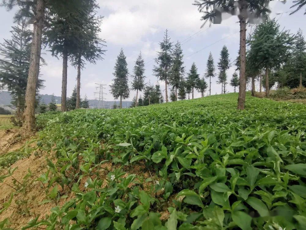 齐力"生"金——黄平县一碗水乡发展林下经济走笔_种植