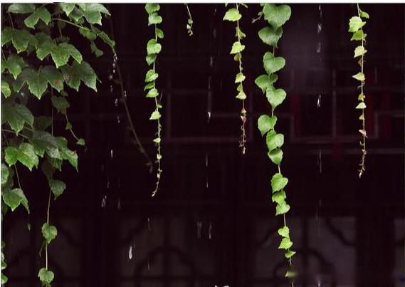 美文西溪的晴雨郁达夫