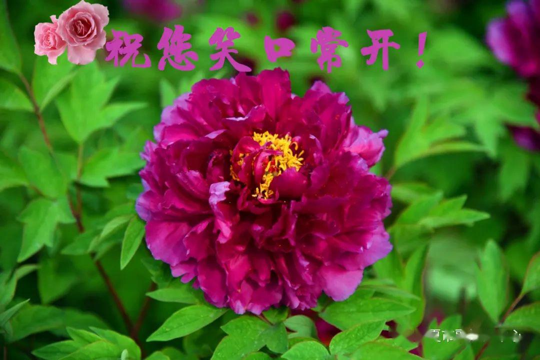 看到这样一组娇艳富贵的牡丹表情包喜爱种牡丹,赏牡丹,唱牡丹,浪牡丹