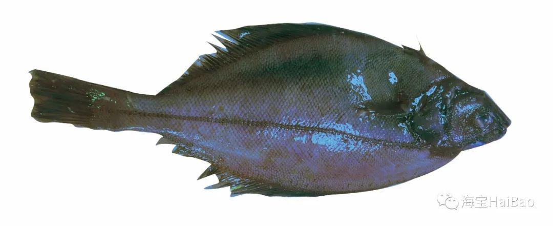 在大连,所谓偏口,小偏口是指一种学名叫高眼鲽的鱼类.