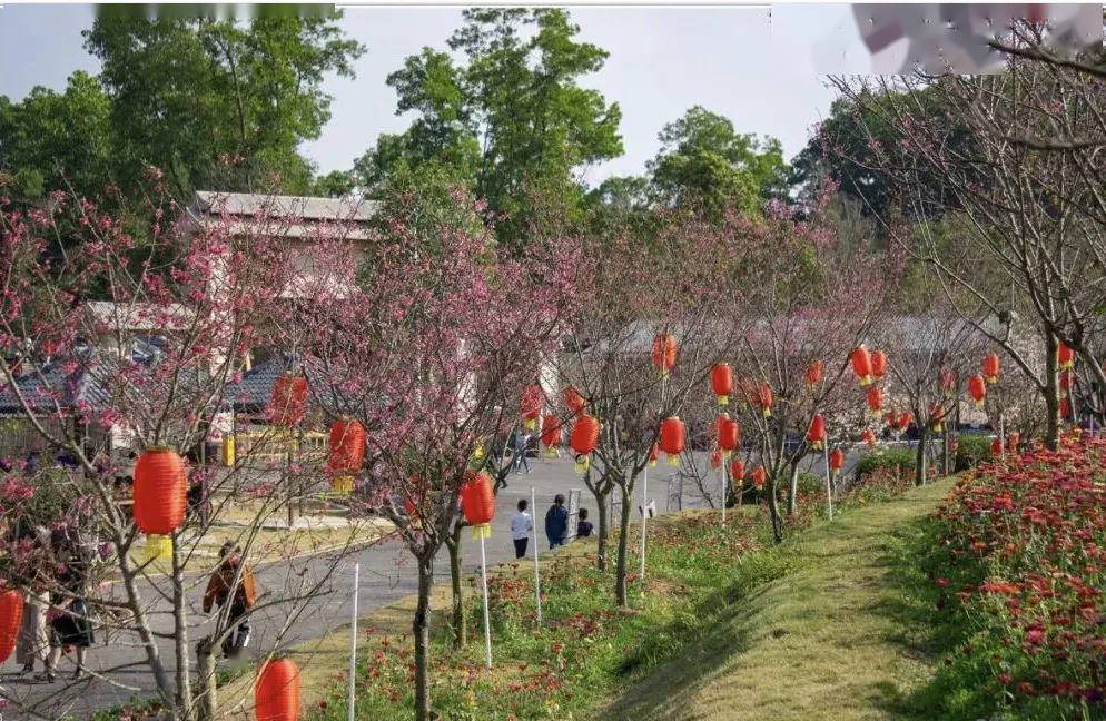 138元抢亲子春耕套票~来樱山花谷一起插秧吧_樱花