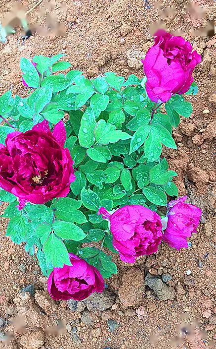 这里藏着"上过天"的牡丹,带你看看闽侯大湖的田园仙境