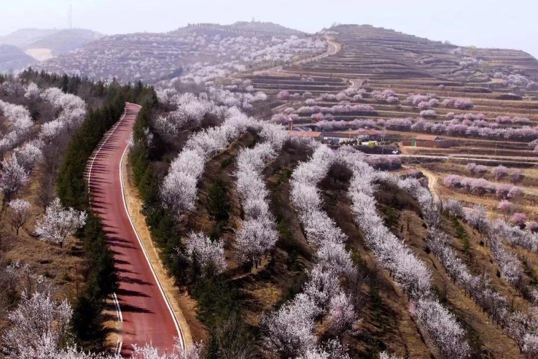 山花云端彭阳别样花海