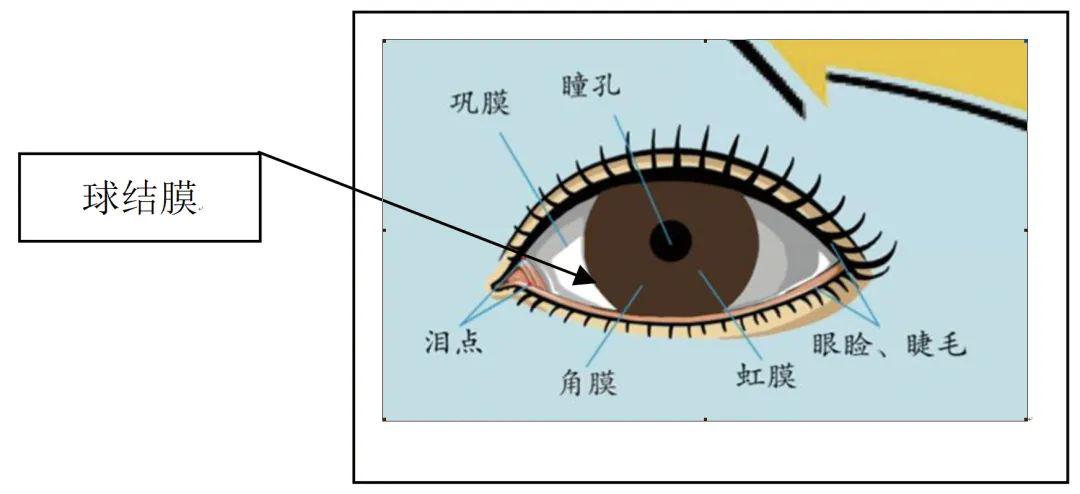 眼睛角膜结膜位置图图片