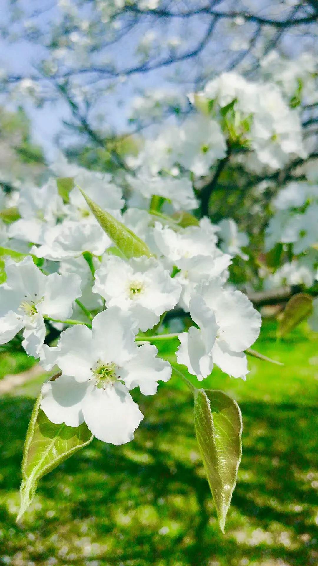 《春天的花朵》,愿每一天都这么美好!