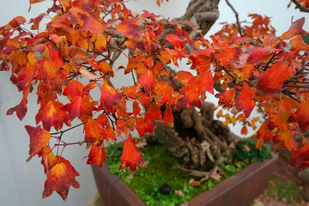 秋叶春花各擅胜场