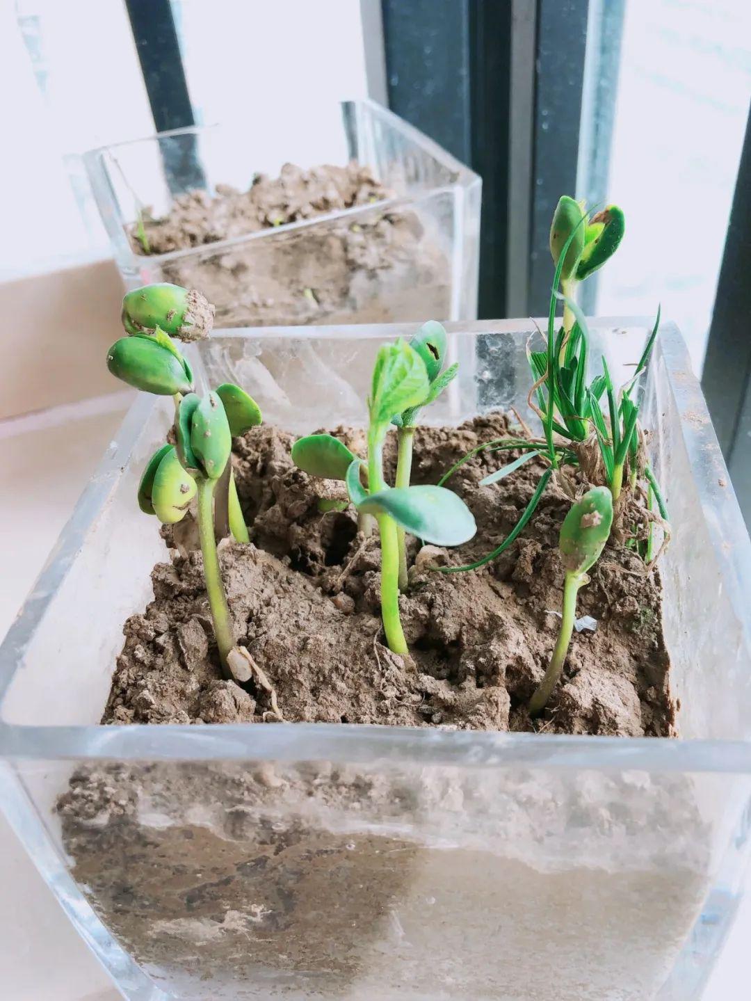 春已来,不负韶华——西堡小学五(2)中队 "走进植物世界"_种植