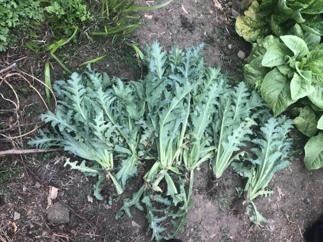 种一株也违法太和两人非法种植罂粟共计229株被警方处罚