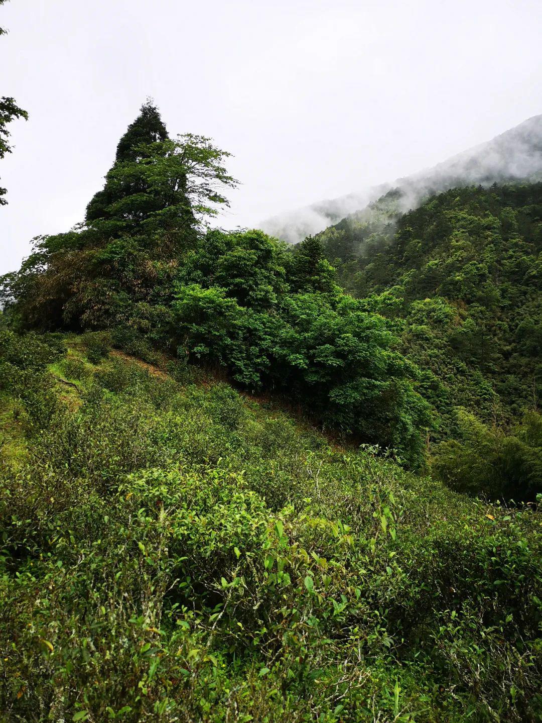招募 | 三天三夜,武夷山采茶季,相约一场探秘武夷,寻茶之旅