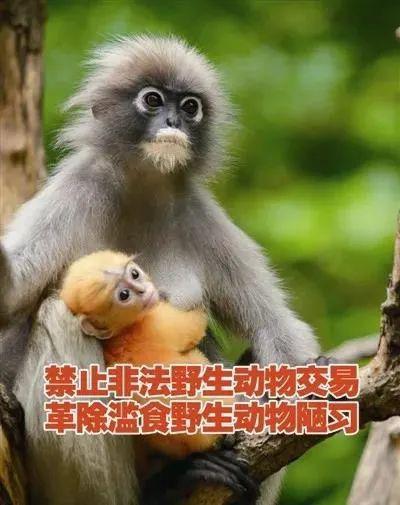 1 明確禁食野生動物範圍 即國家重點保護的陸生,水生野生動物;本省