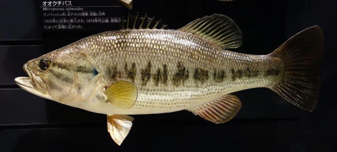 共有三种,分别是大口黑鲈 micropterus salmoides ,小口黑鲈 m