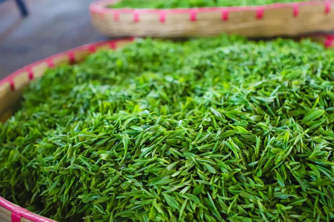 vlog丨一起来探索黄龙岘茶叶背后的故事