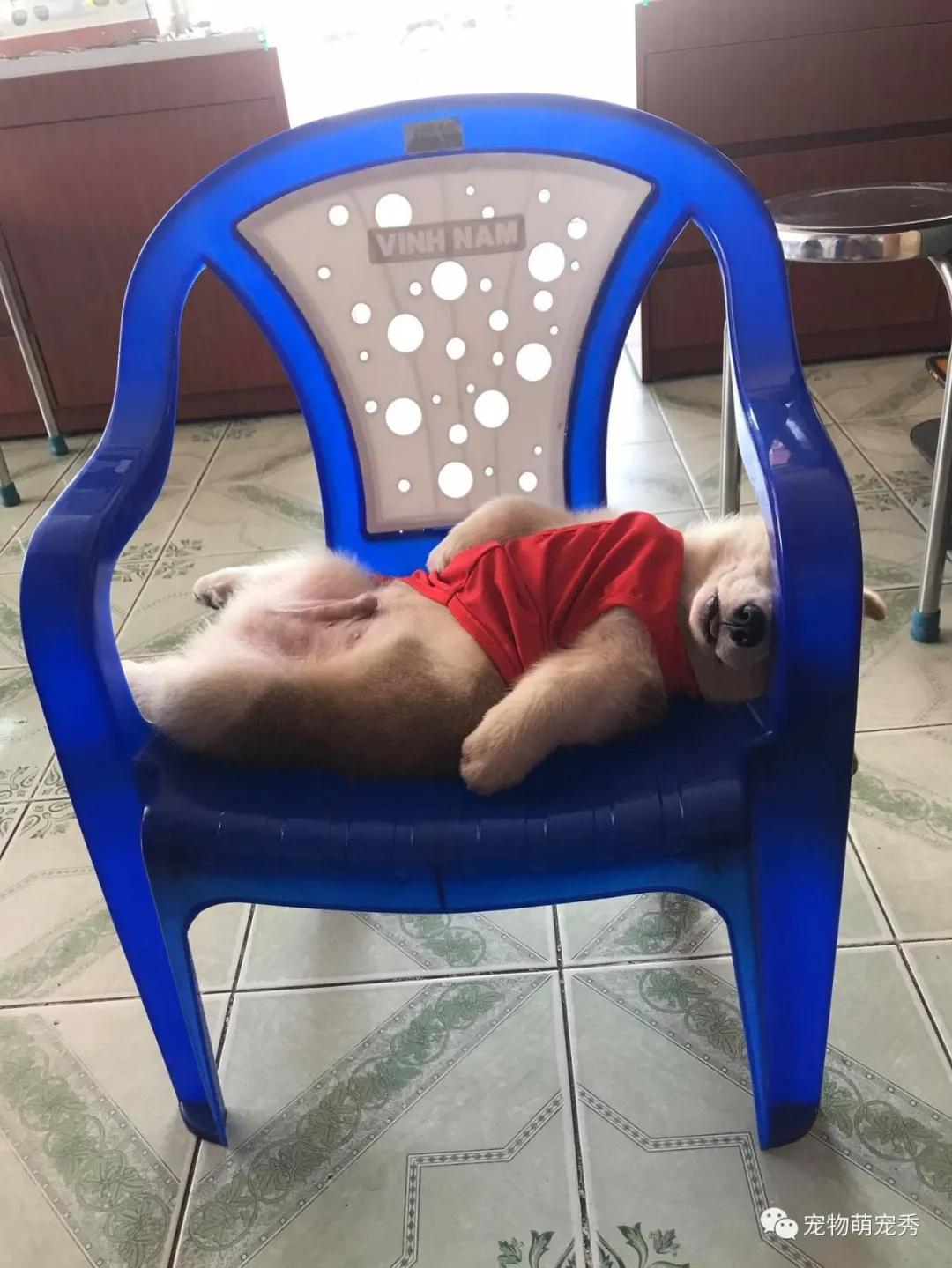 回家就看见柯基犬倒在血泊中?奇葩爱好太搞笑了!