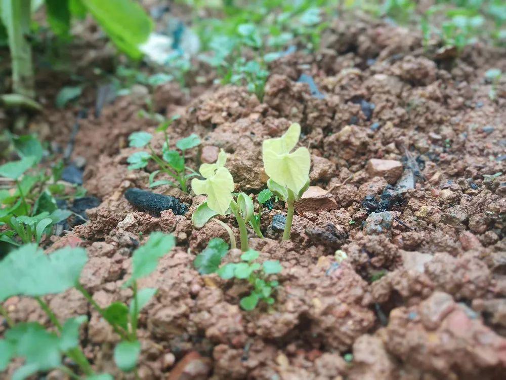 南极冰川,是富士山樱花莫过于眼睛那不经意的一瞥最唯美的瞬间那来吧!