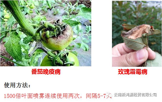 产品特性:菲格:韦丽斯使用效果分享:防治病害及使用方法:5,与其他农药