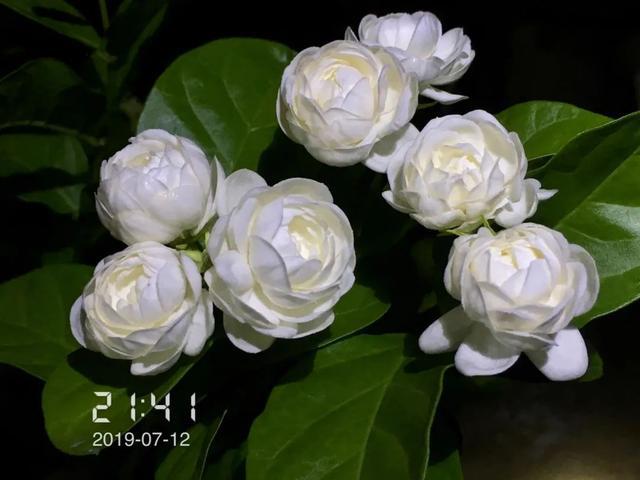 3種重瓣茉莉花品種花朵華麗濃香撲鼻