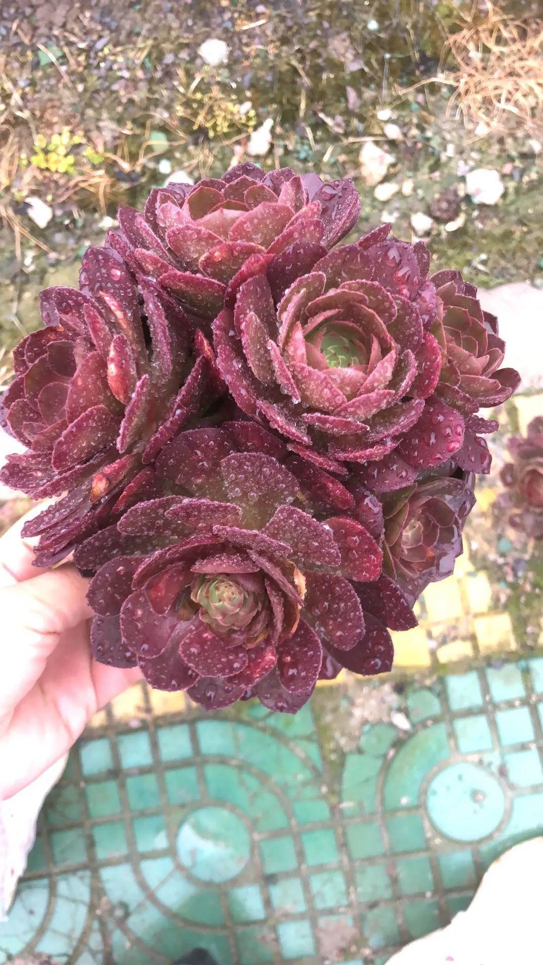 多肉植物:红心万圣节